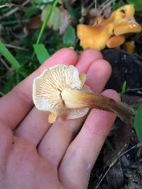 Flammulina velutipes image