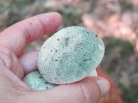 Russula virescens image