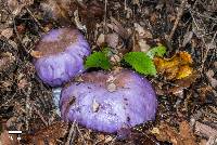 Cortinarius porphyroideus image