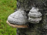 Fomes fomentarius image