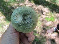Russula virescens image