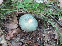 Russula virescens image