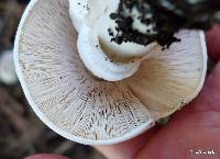 Agaricus xanthodermus image