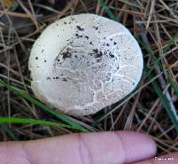 Agaricus xanthodermus image