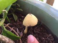 Leucocoprinus birnbaumii image