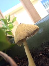 Leucocoprinus birnbaumii image