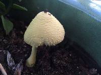 Leucocoprinus birnbaumii image