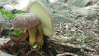 Tylopilus rubrobrunneus image