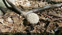 Lycoperdon curtisii image