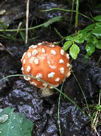 Amanita muscaria image