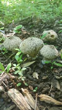 Lycoperdon perlatum image