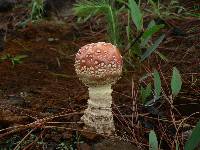 Amanita muscaria image