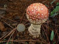 Amanita muscaria image