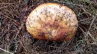 Amanita muscaria image