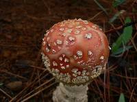 Amanita muscaria image