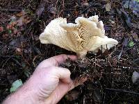 Clitocybe nebularis image