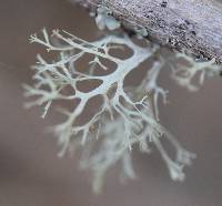 Evernia prunastri image