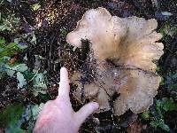 Clitocybe nebularis image