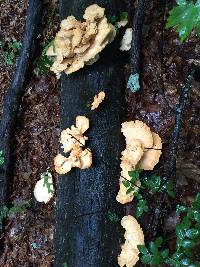 Laetiporus sulphureus image