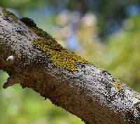 Xanthoria parietina var. parietina image