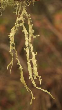 Ramalina leptocarpha image