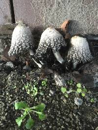 Coprinus comatus image