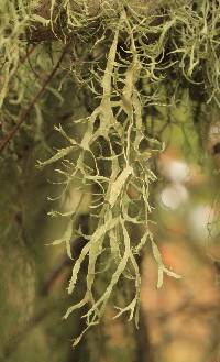 Ramalina farinacea image