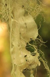 Ramalina menziesii image