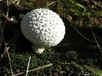 Lycoperdon marginatum image