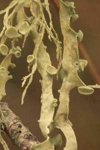 Ramalina leptocarpha image