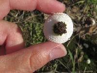 Lycoperdon marginatum image