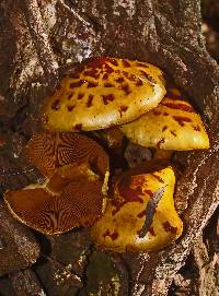 Pholiota adiposa image