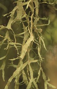 Ramalina farinacea image