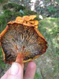 Omphalotus illudens image