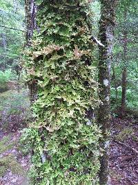 Lobaria pulmonaria image