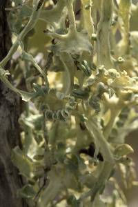 Ramalina leptocarpha image