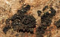 Collema nigrescens image