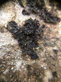 Collema nigrescens image