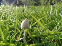 Conocybe apala image