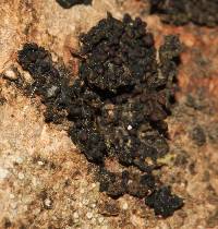 Collema nigrescens image