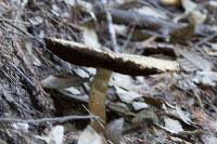 Agaricus augustus image