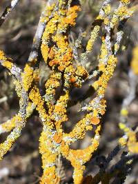 Teloschistes chrysophthalmus image
