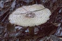 Agaricus augustus image