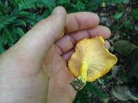 Cantharellus lateritius image