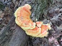 Laetiporus sulphureus image