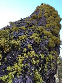 Letharia vulpina image
