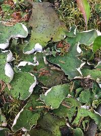 Peltigera aphthosa image