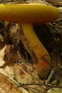 Boletus subvelutipes image