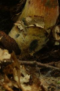 Boletus subvelutipes image