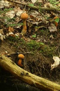 Boletus subvelutipes image